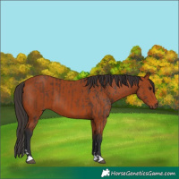 Horse Color:Bay and Bay