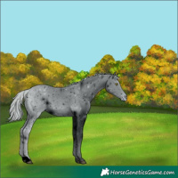 Horse Color:ERROR: UNKNOWN ANOMALY