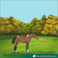 Horse Color:Bay Tobiano