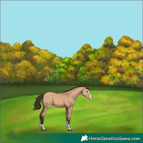 Horse Color:Bay Dun Splash