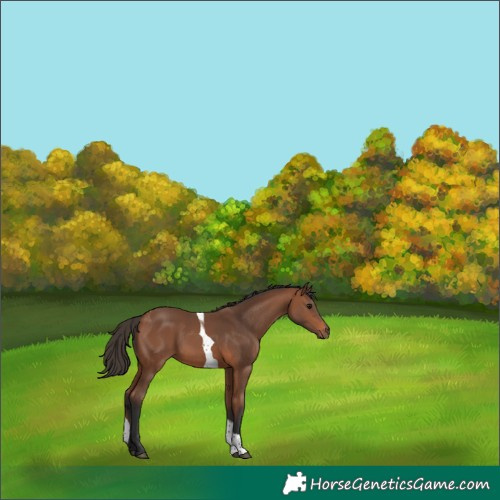 Horse Color:Bay Tobiano
