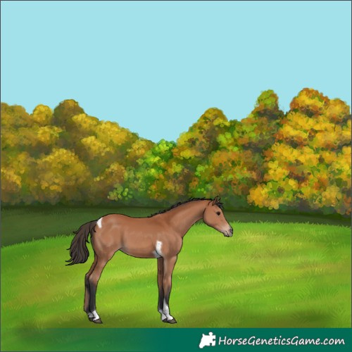 Horse Color:Bay Tobiano