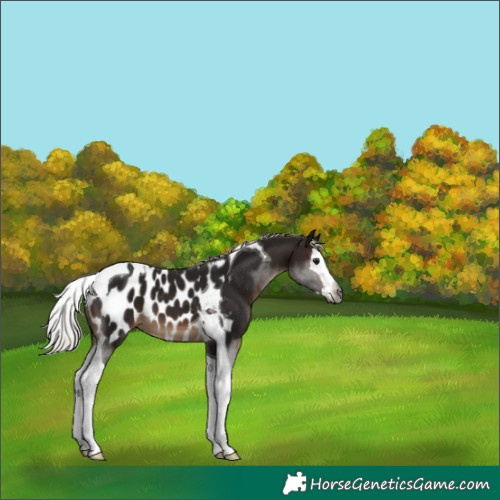 Horse Color:Gray Silver Brown Splash Tobiano Appaloosa