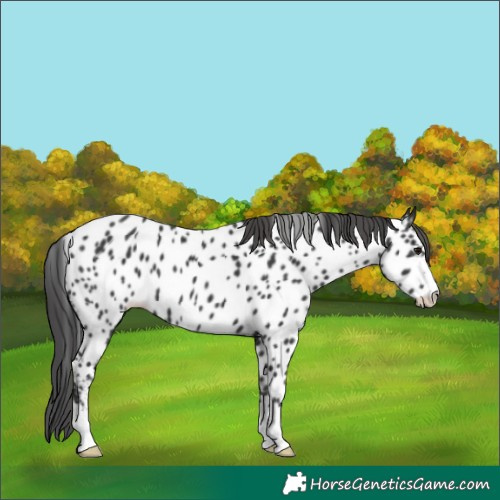 Horse Color:Black Appaloosa 