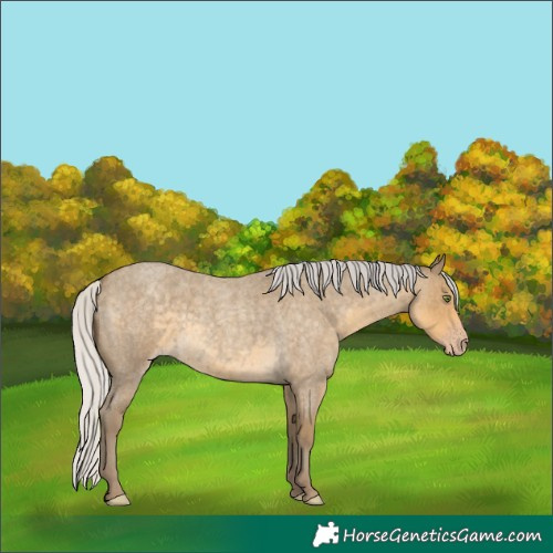 Horse Color:Silver Classic Cream Champagne Roan 