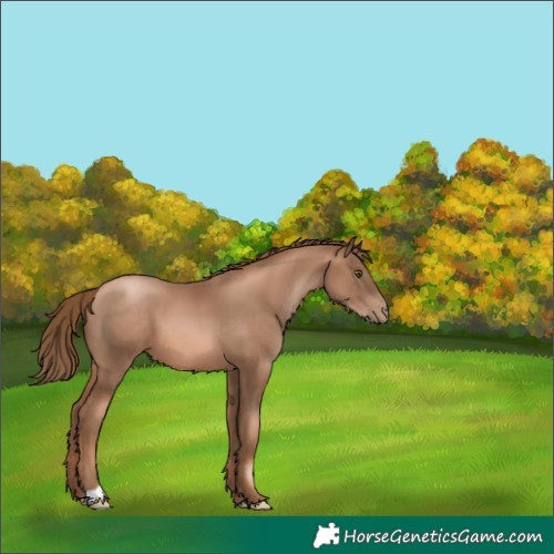 Horse Color:Liver Chestnut Pearl 