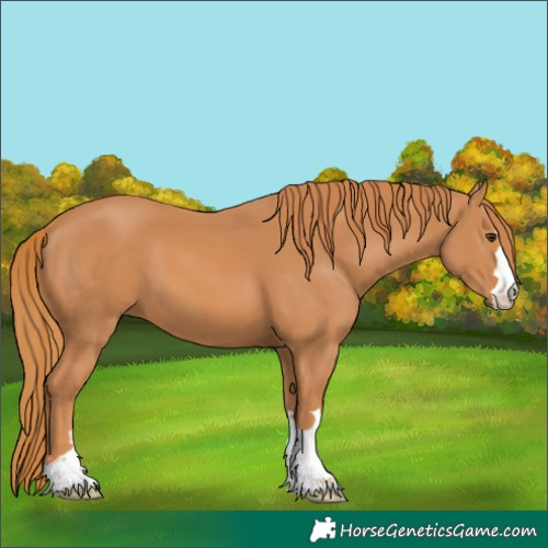 Horse Color:Chestnut 