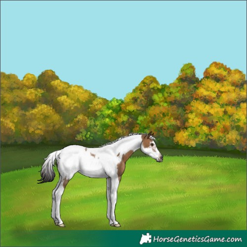 Horse Color:Gray Bay Dun Tobiano Frame 