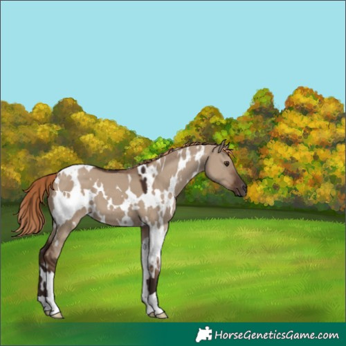 Horse Color:White Spotted Liver Red Dun 