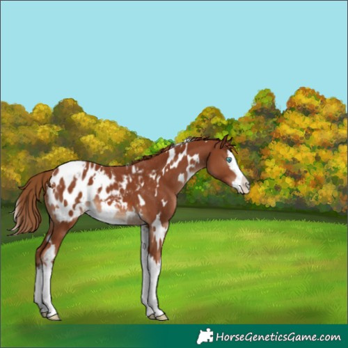 Horse Color:White Spotted Chestnut Splash Appaloosa 