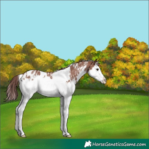 Horse Color:White Spotted Chestnut Sabino Splash Appaloosa 