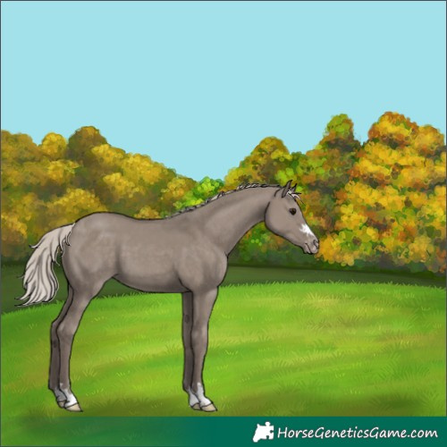 Horse Color:Silver Grullo Varnish
