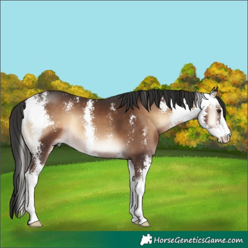 Horse Color:Liver Red Onyx Sabino 