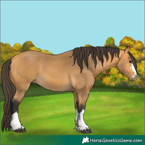 Horse Color:Buckskin 