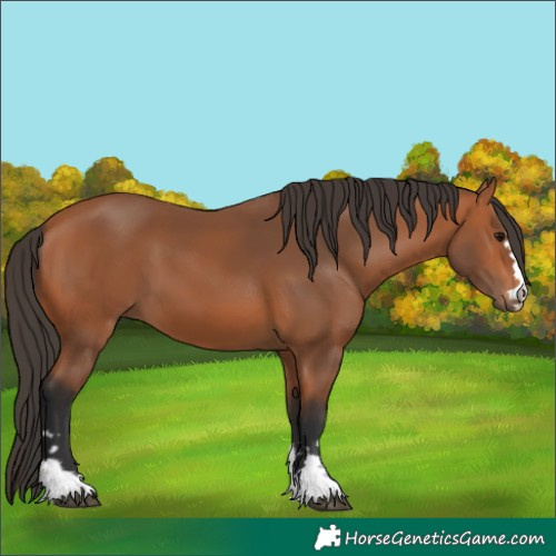 Horse Color:Bay 