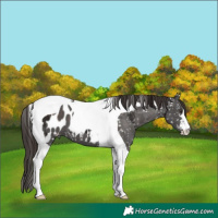 Horse Color:Liver Chestnut Ice Tobiano Appaloosa 