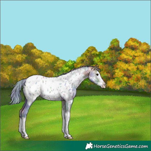 Horse Color:Nacre Watercolor Bay Roan Sabino Splash Appaloosa 