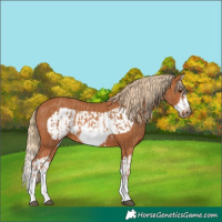 Horse Color:Chestnut Splash Frame  and Chestnut Splash Frame 
