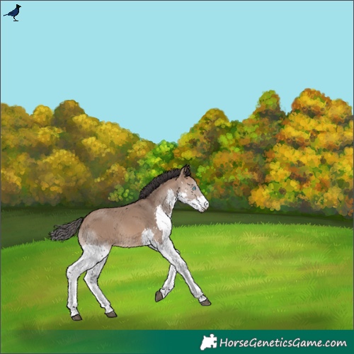 Horse Color:Brown Dun Splash Rabicano 