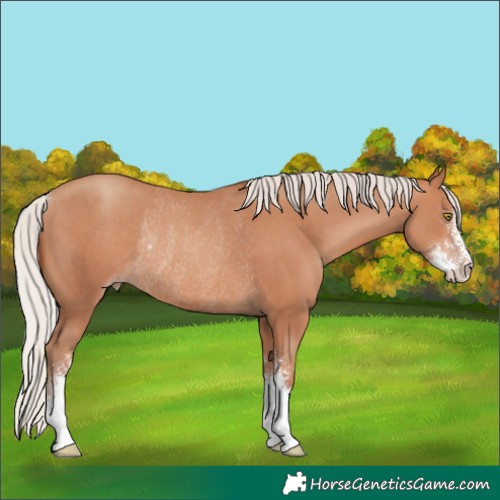 Horse Color:Silver Sable Champagne Sabino Rabicano 