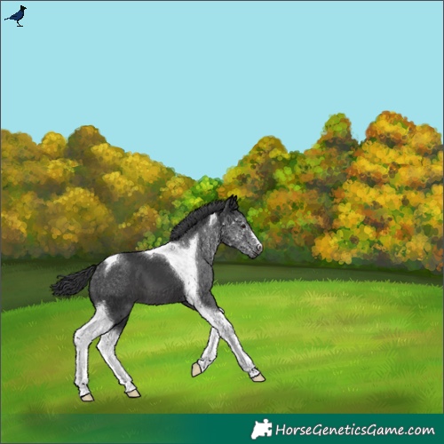 Horse Color:Black Tobiano