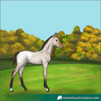 Horse Color:Brown Roan Dun Appaloosa