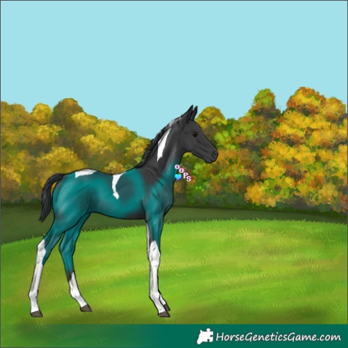 Horse Color:Black Tobiano