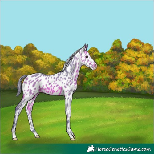 Horse Color:Watercolor Bay Appaloosa