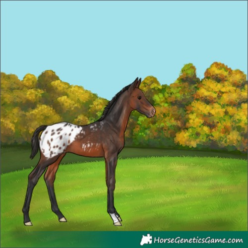 Horse Color:Brown Appaloosa