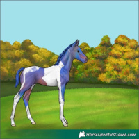 Horse Color:Watercolor Bay Tobiano 