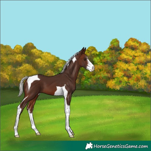 Horse Color:Silver Brown Sabino Tobiano 