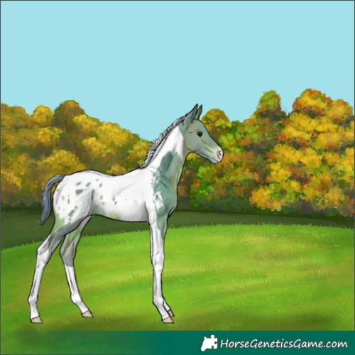 Horse Color:Watercolor Brown Tobiano Appaloosa