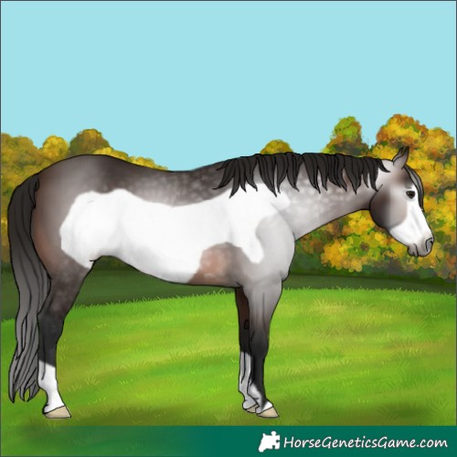 Horse Color:Gray Bay Frame 