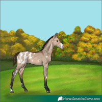 Horse Color:White Spotted Bay Dun Sabino Appaloosa 
