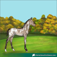 Horse Color:White Spotted Brown Dun Appaloosa