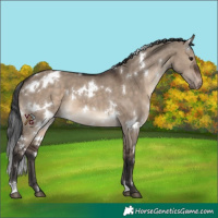 Horse Color:White Spotted Brown Dun Appaloosa 