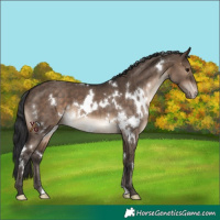 Horse Color:White Spotted Brown Dun Appaloosa