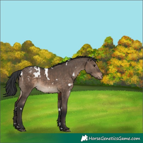 Horse Color:White Spotted Brown Dun Appaloosa 