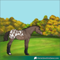 Horse Color:Brown Dun Appaloosa 