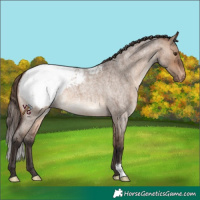 Horse Color:Brown Roan Dun Appaloosa