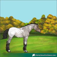 Horse Color:White Spotted Brown Roan Dun Appaloosa 