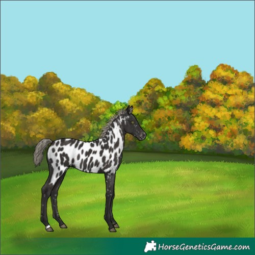 Horse Color:Liver Chestnut Mushroom Appaloosa