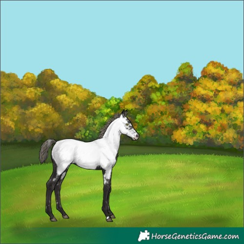 Horse Color:Liver Chestnut Mushroom Appaloosa