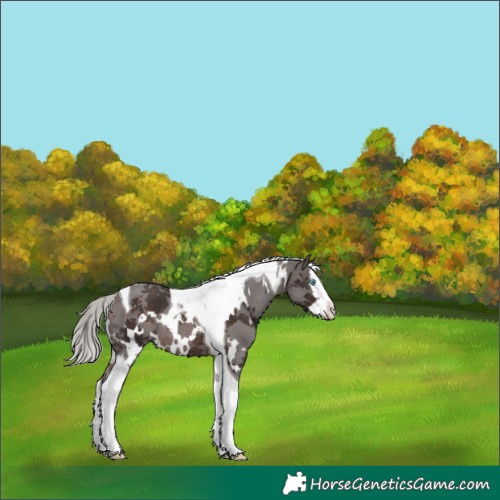 Horse Color:White Spotted Silver Brown Merle Splash Tobiano Rabicano