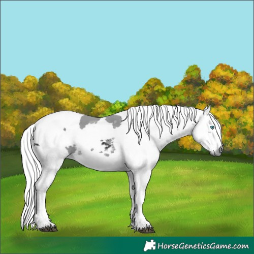 Horse Color:Black Merle Tobiano 