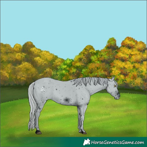 Horse Color:ERROR: UNKNOWN ANOMALY