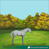Horse Color:ERROR: UNKNOWN ANOMALY