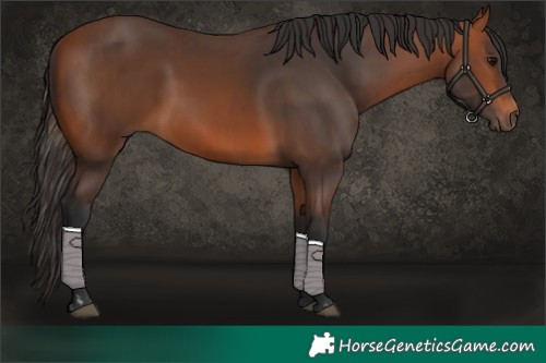 Horse Color:Bay and Bay