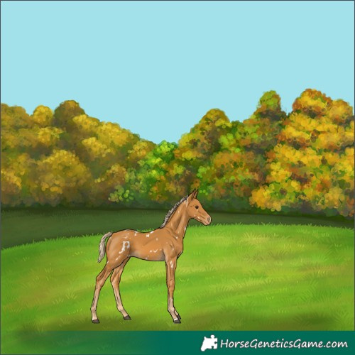 Horse Color:White Spotted Palomino Appaloosa 