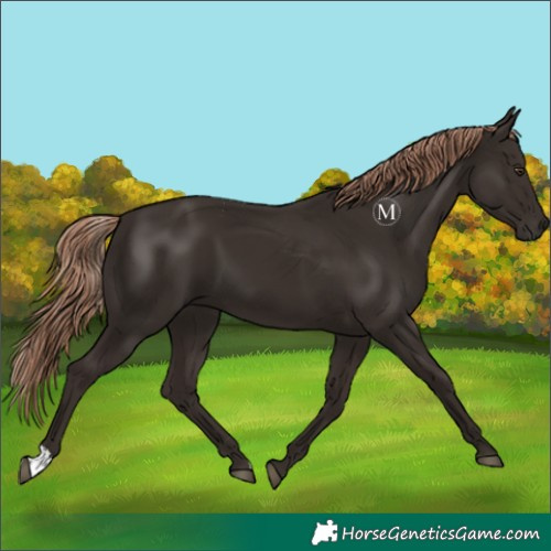 Horse Color:Liver Chestnut 